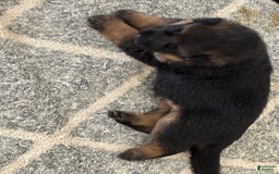 German Shepherd dogs for sale: 2nd Boy - Image 14
