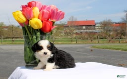Mini Bernedoodle dogs for sale: Meadow - Image 4