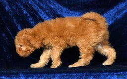 Mini Goldendoodle dogs for sale: Desiree - Image 2
