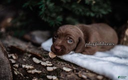 Miniature Dachshund dogs for sale: Smooth Coat Chocolate And Tan - Image 7