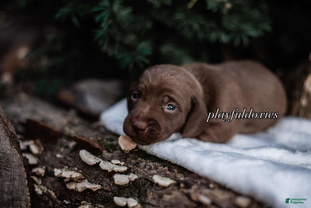 Miniature Dachshund dogs for sale: Smooth Coat Chocolate And Tan - Image 7