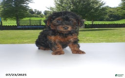 Yorkiepoo dogs for sale: Mia - Image 17