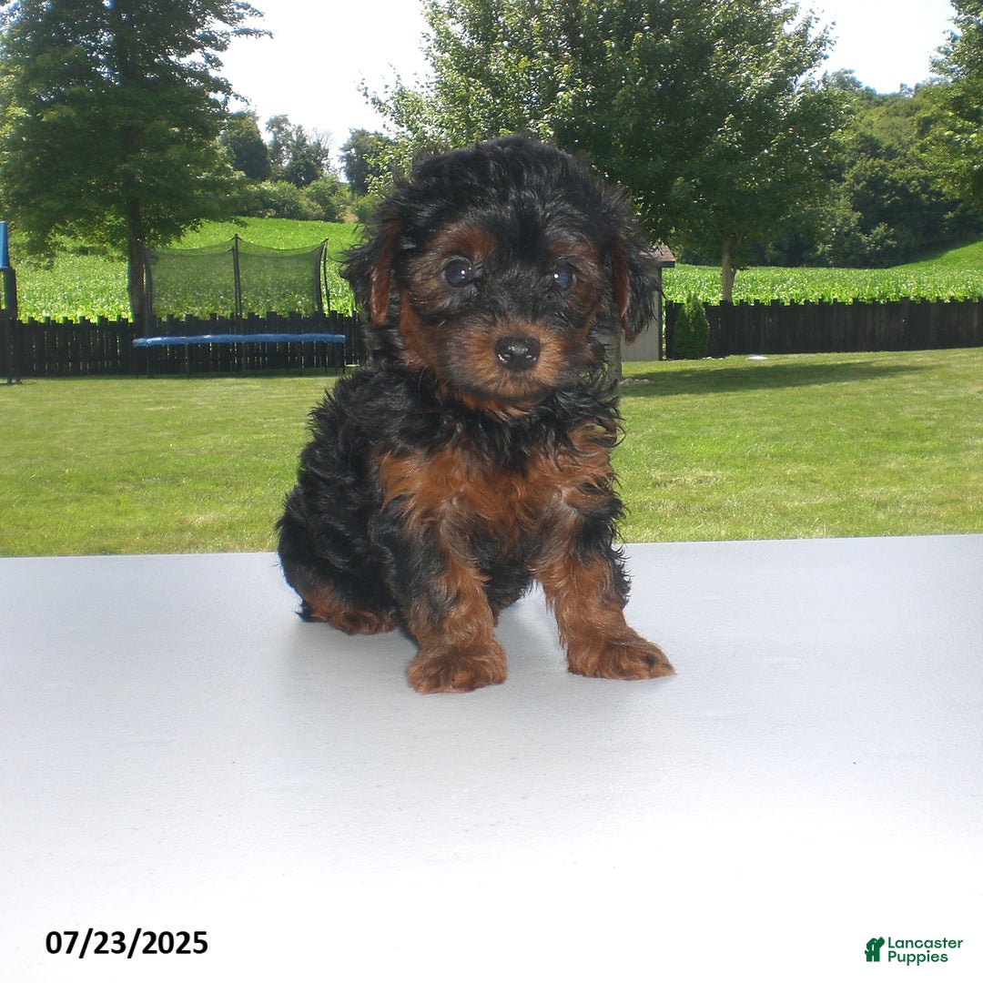 Yorkiepoo dogs for sale: Mia - Image 17
