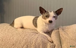 Chihuahua dogs for sale: Carter - Image 4