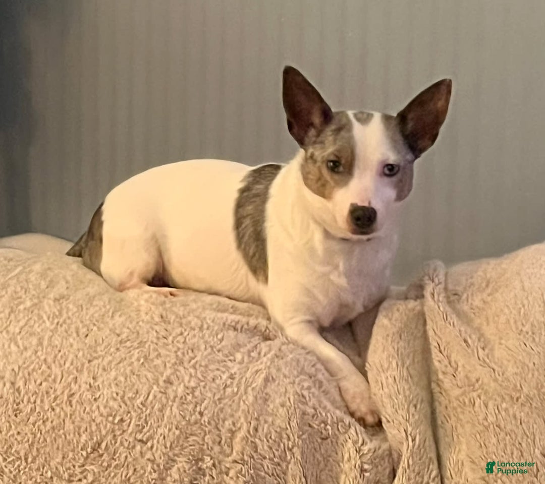 Chihuahua dogs for sale: Carter - Image 4