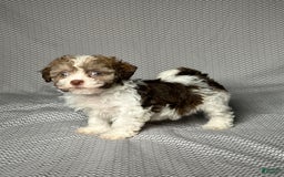 Havapoo dogs for sale: Jill - Image 4