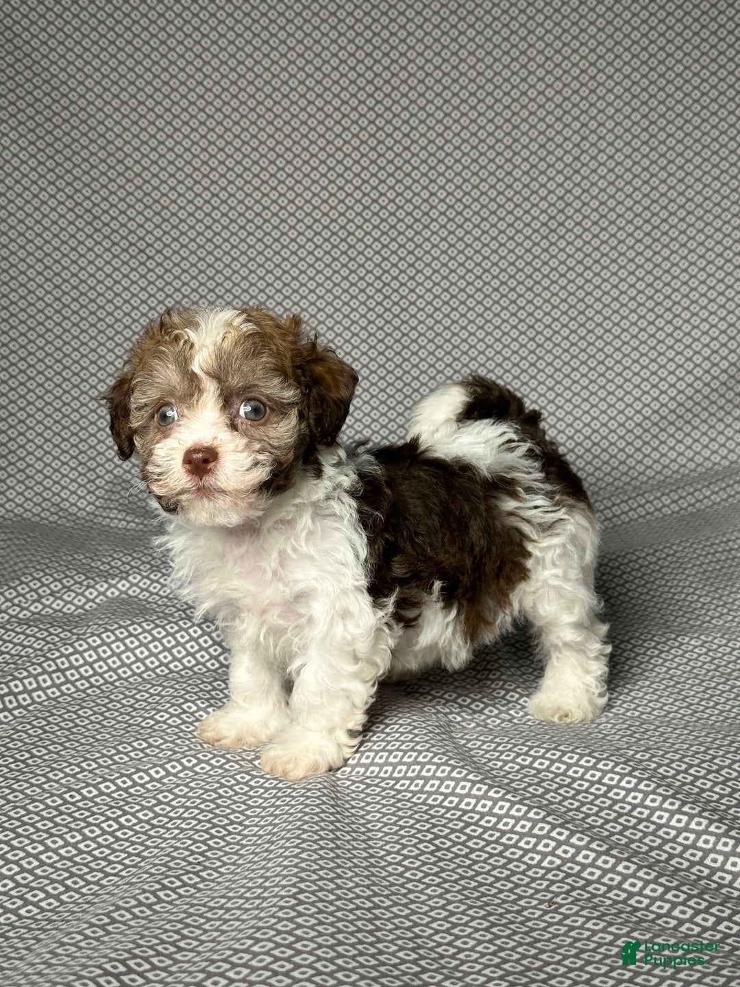 Havapoo dogs for sale: Jill - Image 4