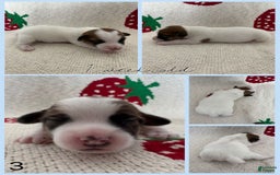Jack Russell Terrier dogs for sale: Fits - Image 4
