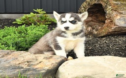Siberian Husky dogs for sale: Taffy - Image 4