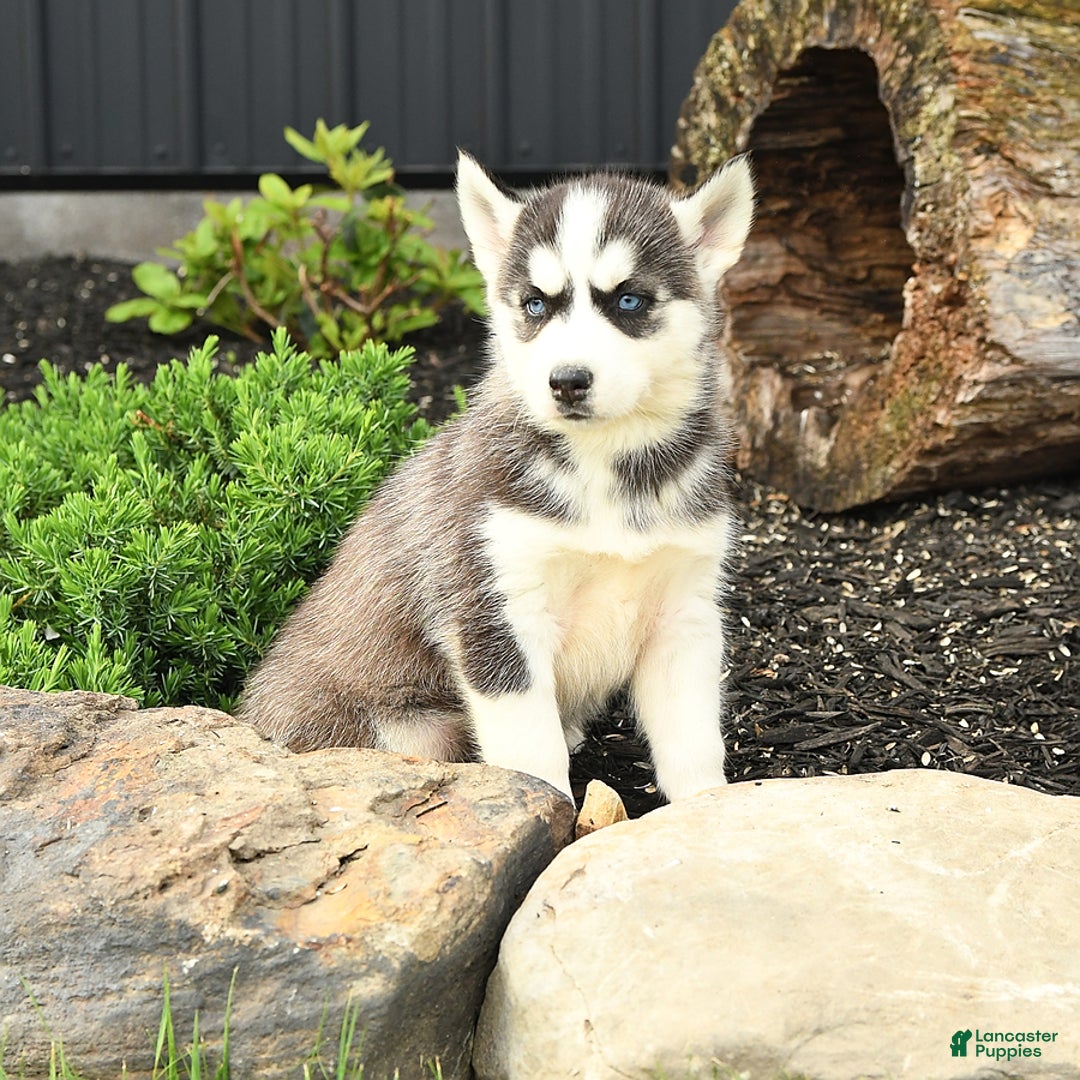 Siberian Husky dogs for sale: Taffy - Image 4