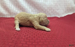 Cockapoo dogs for sale: Kurt - Image 12