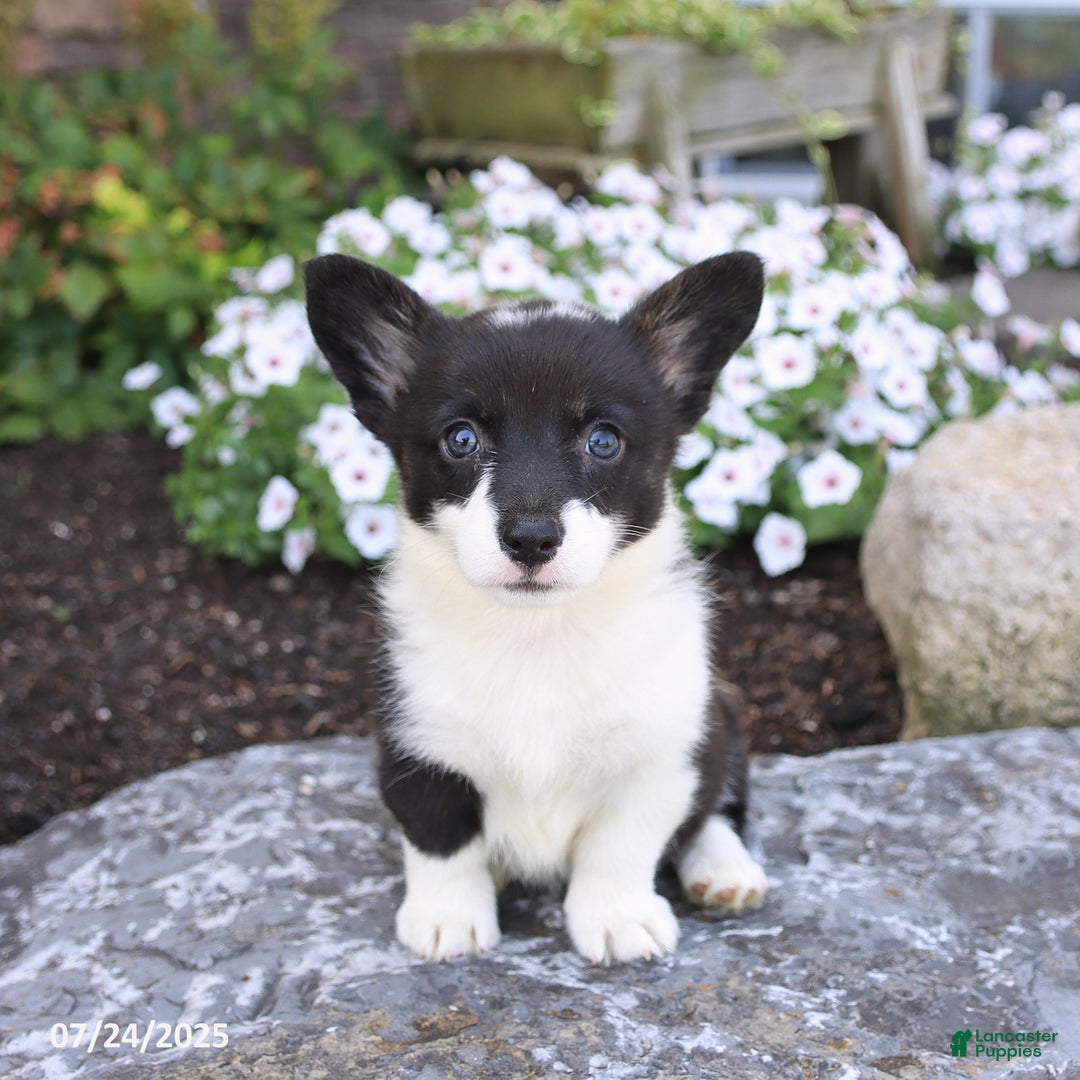 Welsh Corgi Pembroke dogs for sale: Inga - Image 1