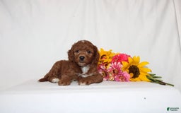 Mini Goldendoodle dogs for sale: Hassan - Image 1