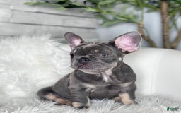 French Bulldog dogs for sale: Izzy - Image 11