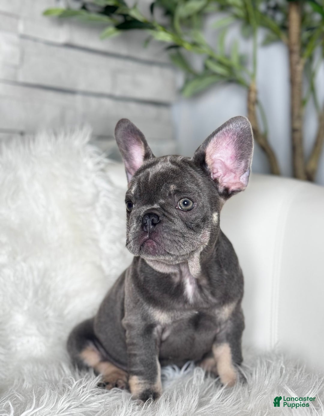 French Bulldog dogs for sale: Izzy - Image 11