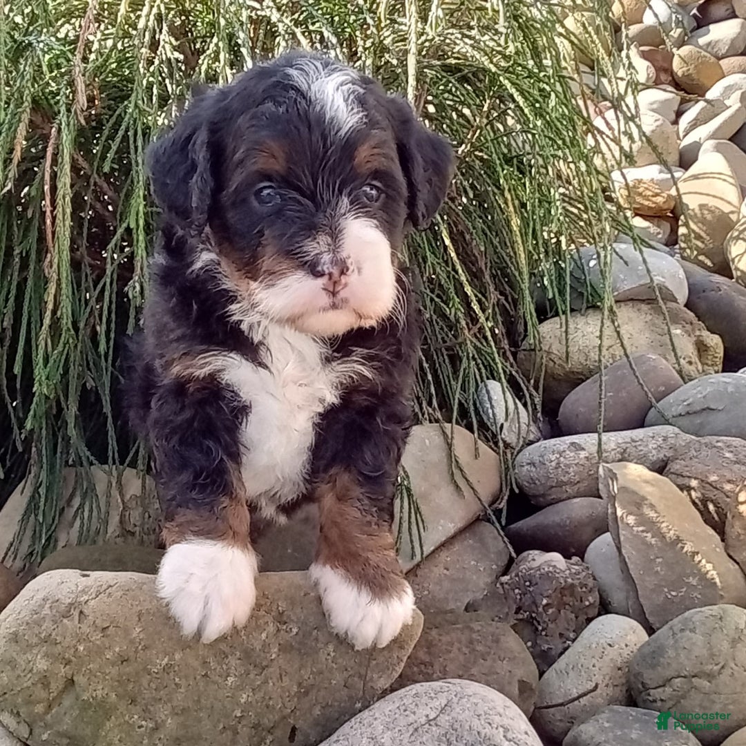 Mini Bernedoodle dogs for sale: Oakley - Image 40