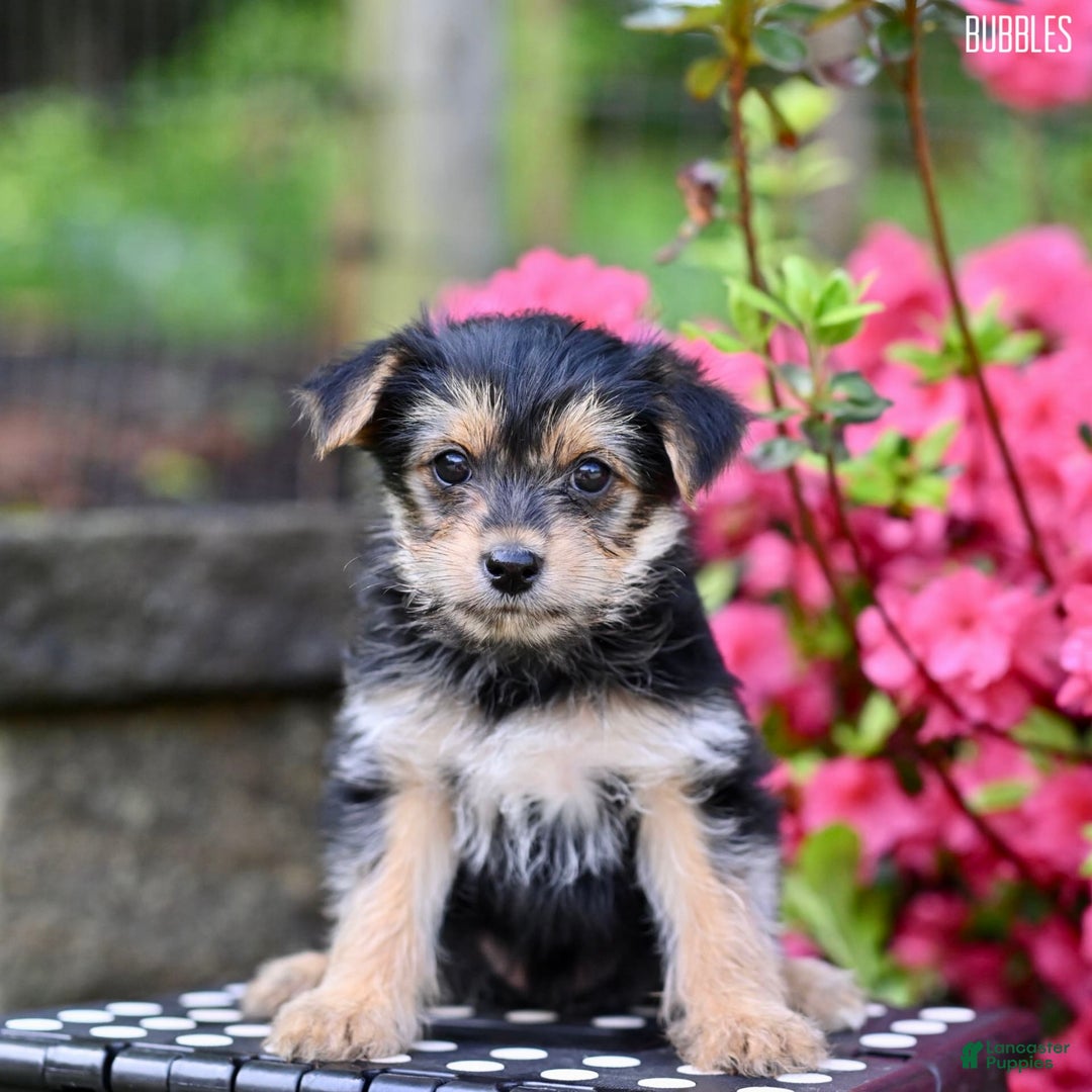 Morkie dogs for sale: Bubbles - Image 3