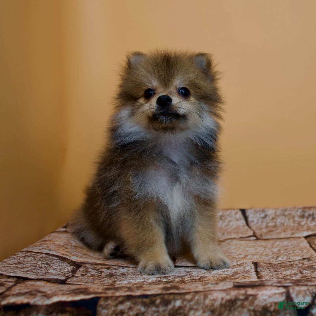 Pomeranian dogs for sale: Ricky - Image 11