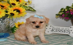 Schnoodle dogs for sale: Stacy - Image 6