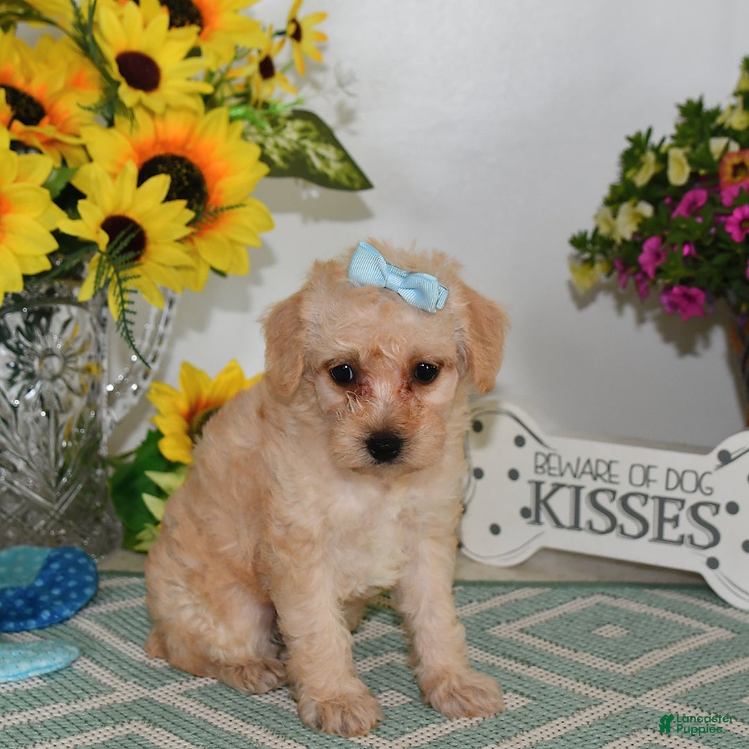 Schnoodle dogs for sale: Stacy - Image 6
