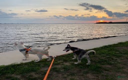 Pomsky dogs for sale: Digger - Image 9