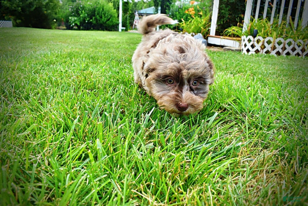 Havapoo dogs for sale: Darling - Image 14