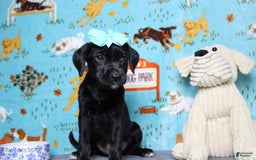 Labrador Retriever dogs for sale: Obsidian - Image 9