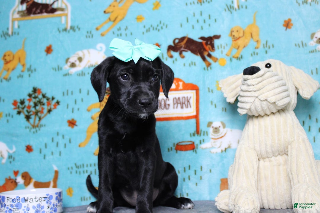 Labrador Retriever dogs for sale: Obsidian - Image 9