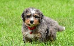 Mini Bernedoodle dogs for sale: Jerry - Image 3