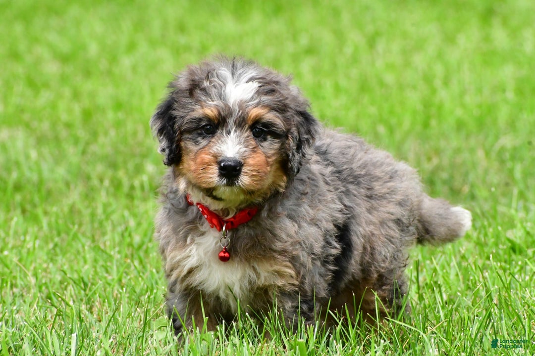 Mini Bernedoodle dogs for sale: Jerry - Image 3