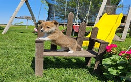 Welsh Corgi Pembroke dogs for sale: Chocolate - Image 2
