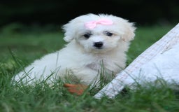 Shihpoo dogs for sale: Callie - Image 14