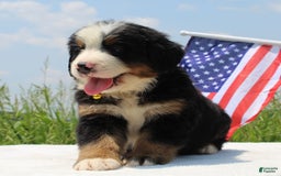 Bernese Mountain Dog dogs for sale: Winston - Image 4