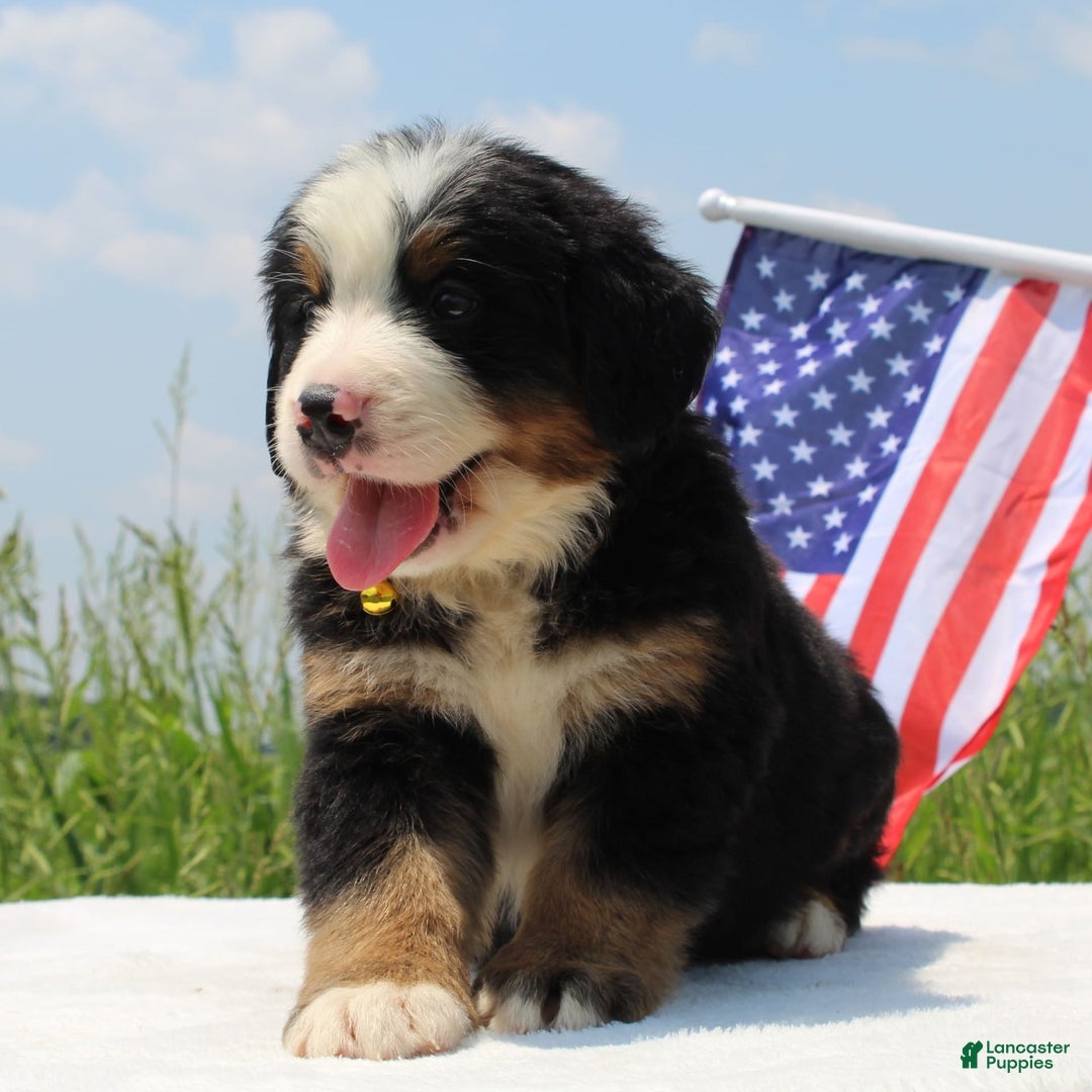 Bernese Mountain Dog dogs for sale: Winston - Image 4