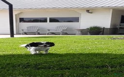 Cavapoo dogs for sale: Baxter - Image 13