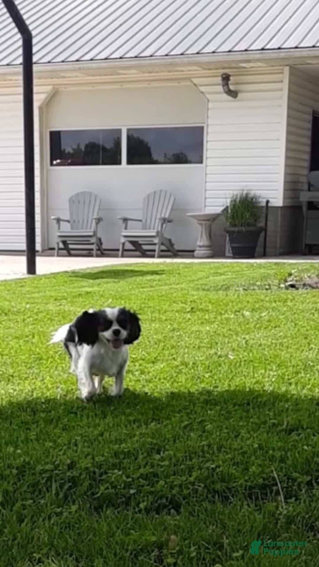 Cavapoo dogs for sale: Baxter - Image 13