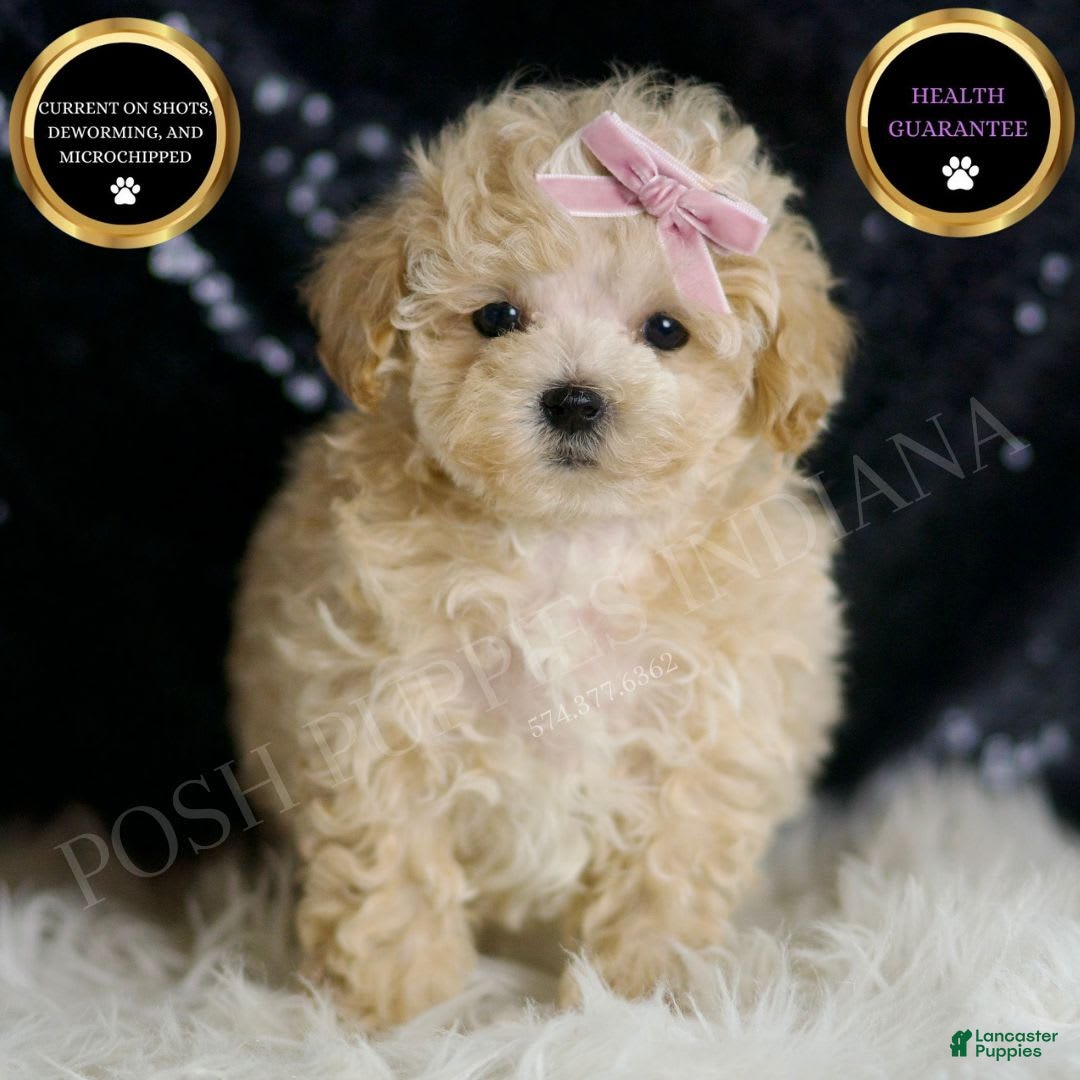Maltipoo dogs for sale: Daisy - Image 3