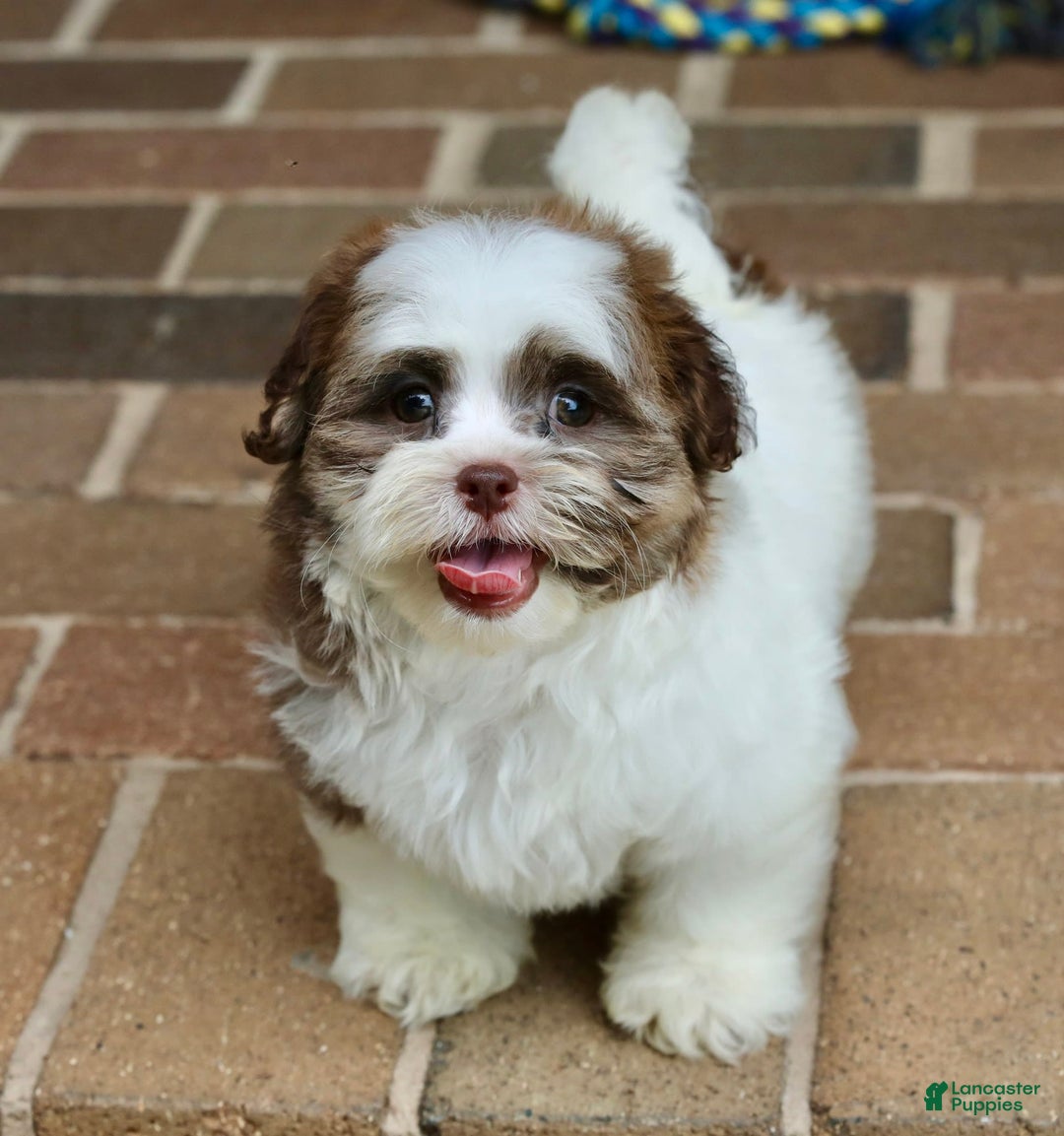 Shihpoo dogs for sale: Sadie - Image 5