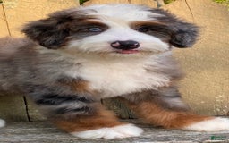 Mini Bernedoodle dogs for sale: 💙 In Boston Massachusetts 💙 One Blue Eye 💙 Mini Bernedoodle 💙 - Image 4