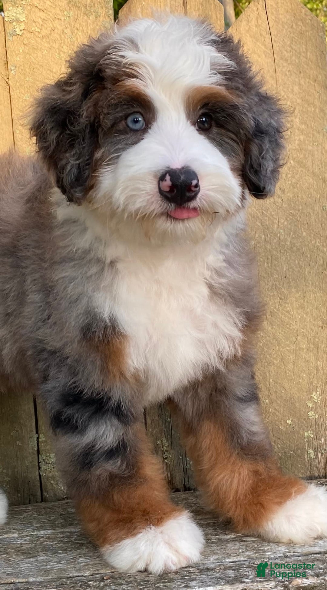 Mini Bernedoodle dogs for sale: 💙 In Boston Massachusetts 💙 One Blue Eye 💙 Mini Bernedoodle 💙 - Image 4