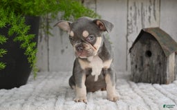 French Bulldog dogs for sale: Sophie - Image 7