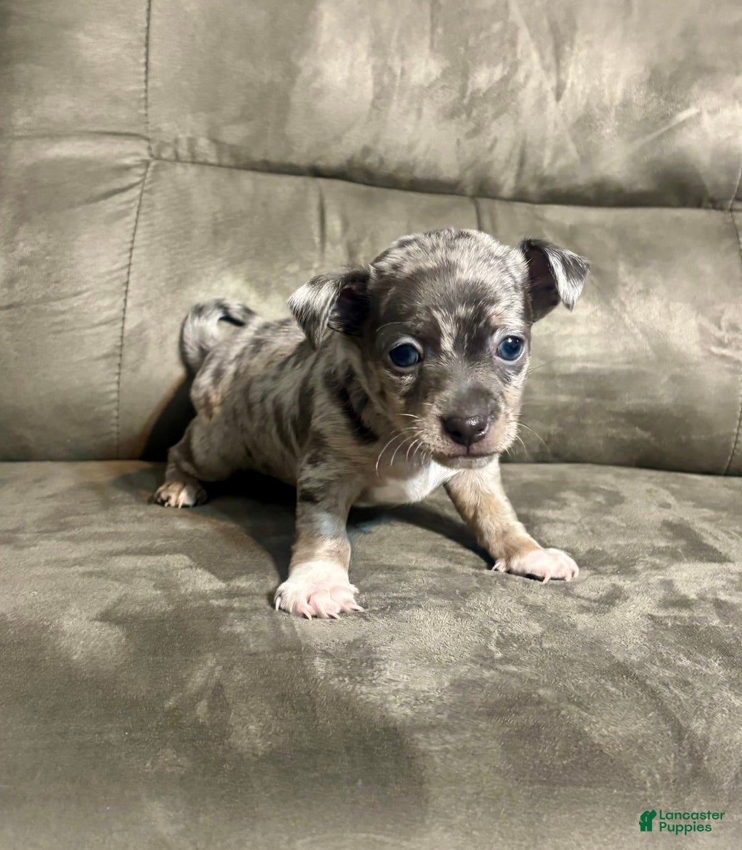 Chihuahua dogs for sale: Carter - Image 1