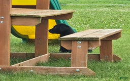 Labrador Retriever dogs for sale: Chelsea - Image 10