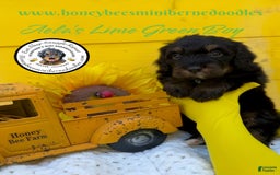 Mini Bernedoodle dogs for sale: Aelas Lime Green Boy - Image 20