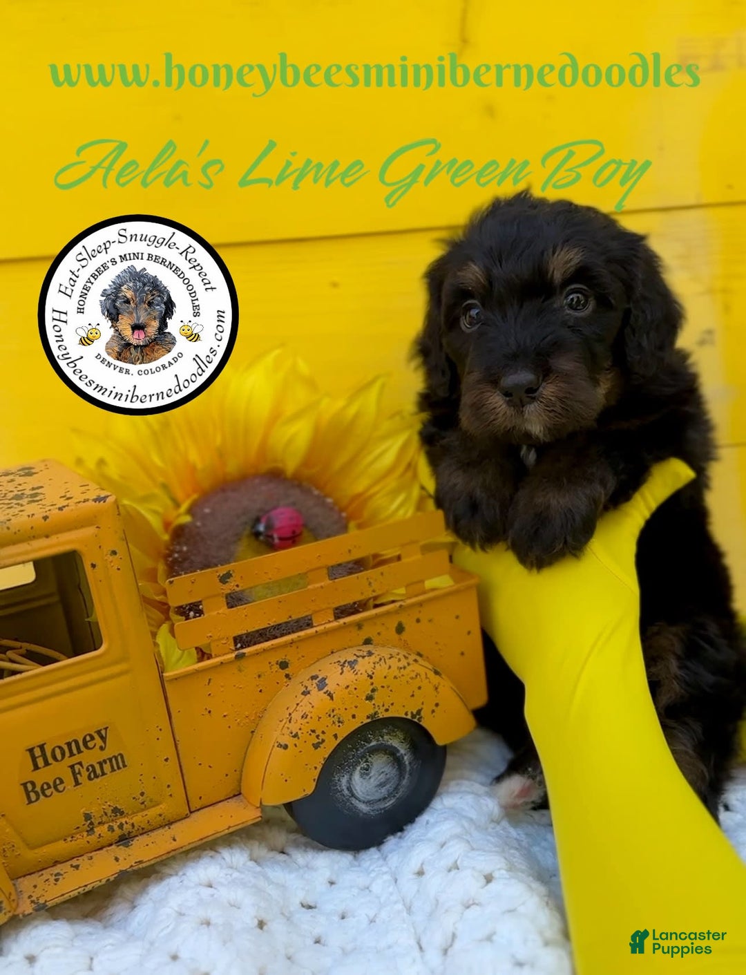 Mini Bernedoodle dogs for sale: Aelas Lime Green Boy - Image 20
