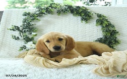 Golden Retriever dogs for sale: Ava - Image 6