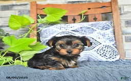 Yorkshire Terrier dogs for sale: Pearl - Image 1