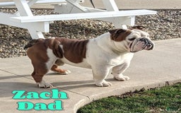 English Bulldog dogs for sale: Winston - Image 16