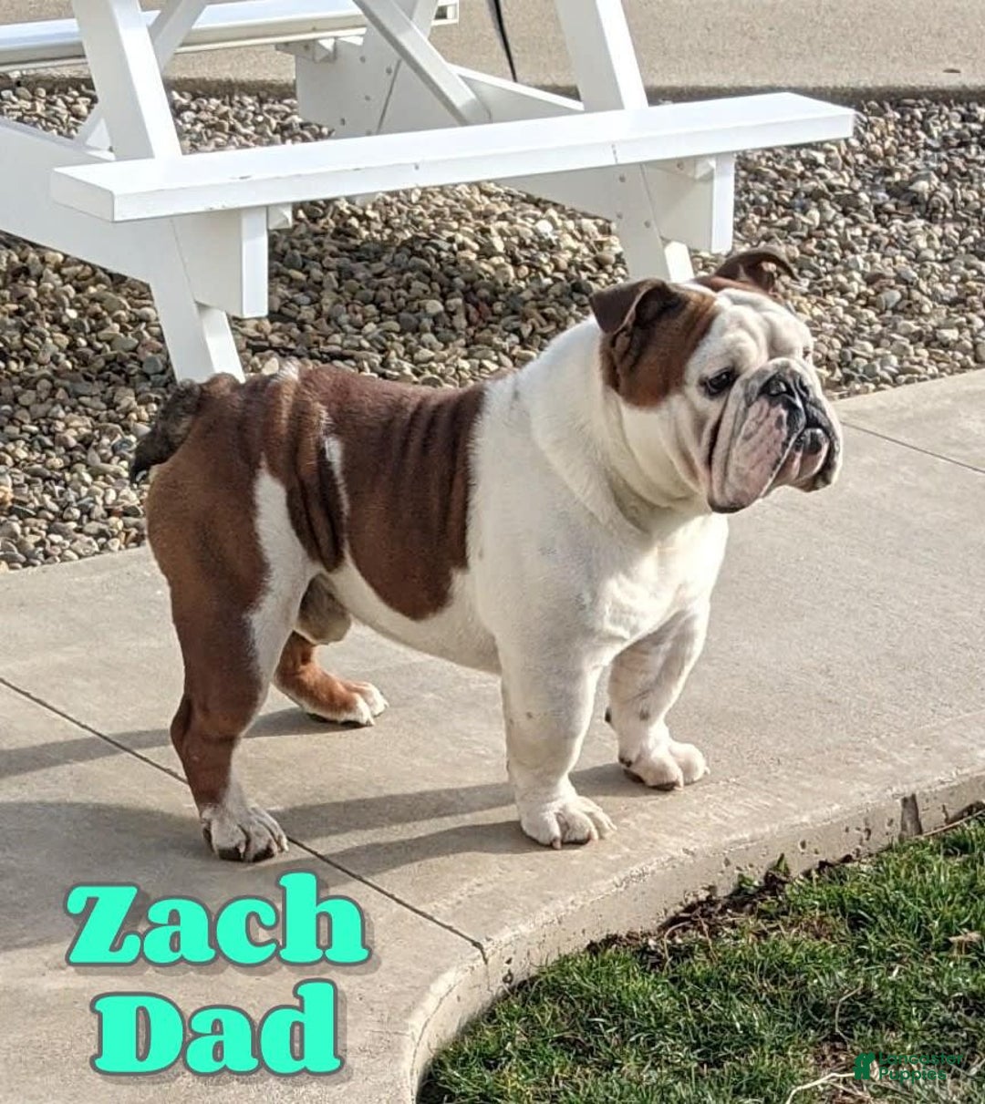 English Bulldog dogs for sale: Winston - Image 16