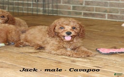 Cavapoo dogs for sale: Jack - Image 3